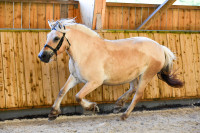 Vente de poney